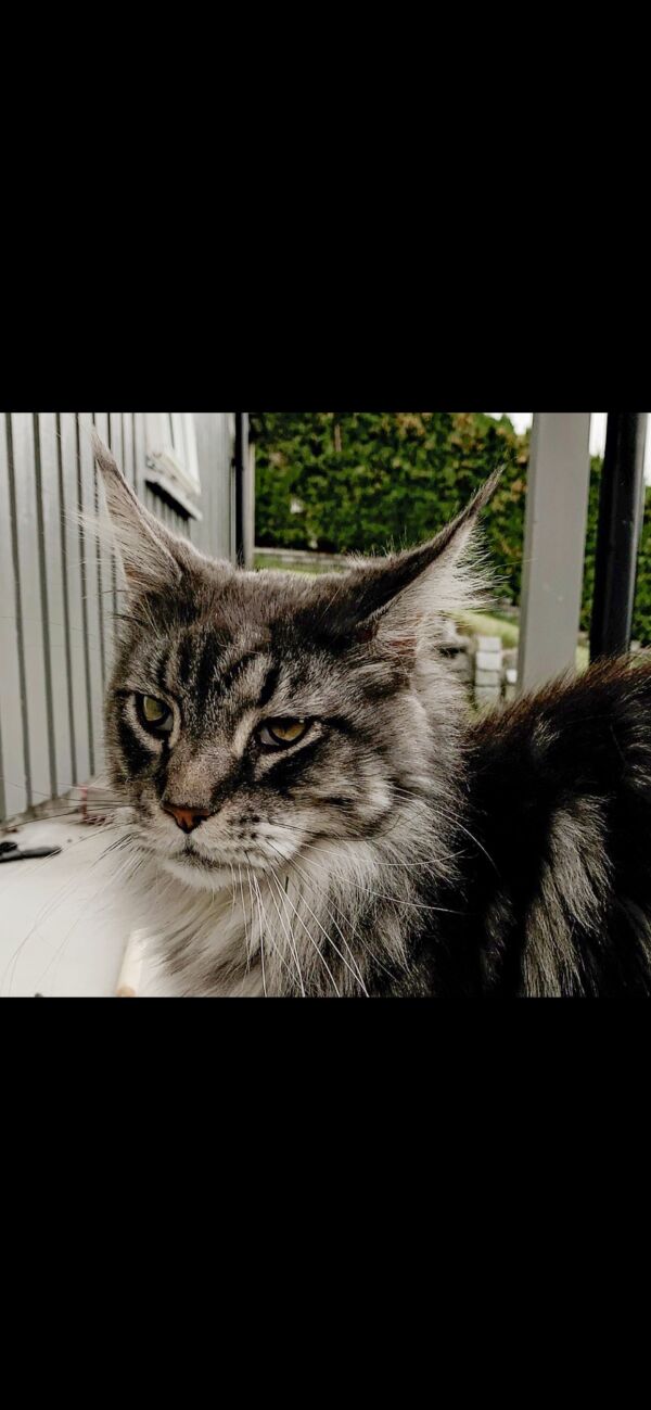 Etterlyser ”Septimus”