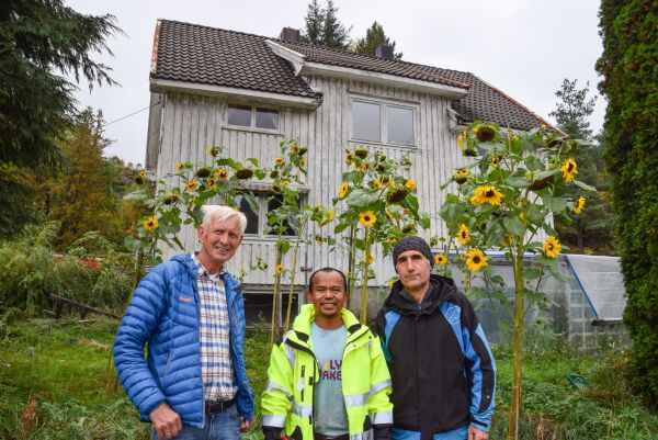 Frolands høyeste solsikke?