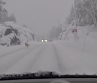 Dyr i veibanen