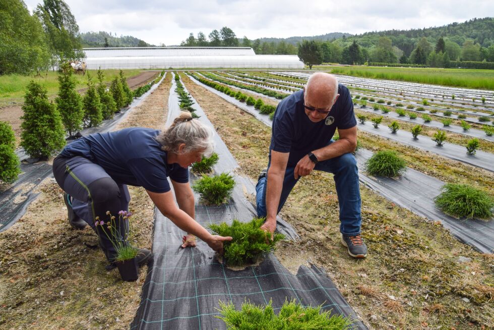 PLANTER: May Heggestad og Inge Fredriksen inspiserer en av de mange plantene på åkeren. Fra dette området kan de hente stiklinger 20 år frem i tid.  FOTO: RAYMOND ANDRE MARTINSEN