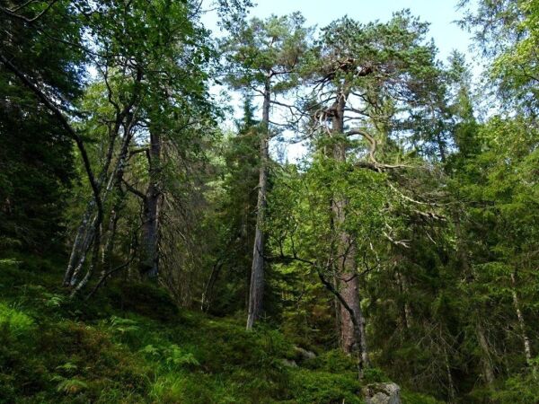 Dette er planene for Skjeggedalsheii