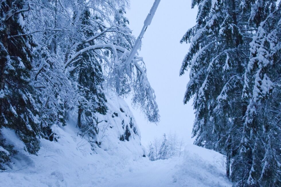 STRØM: Mange husstander i Froland var uten strøm fredag morgen, som følge av store snømengder. Flere steder i Froland hang trær over ledninger, slik som her på Risland fredag morgen. FOTO: RAYMOND ANDRE MARTINSEN