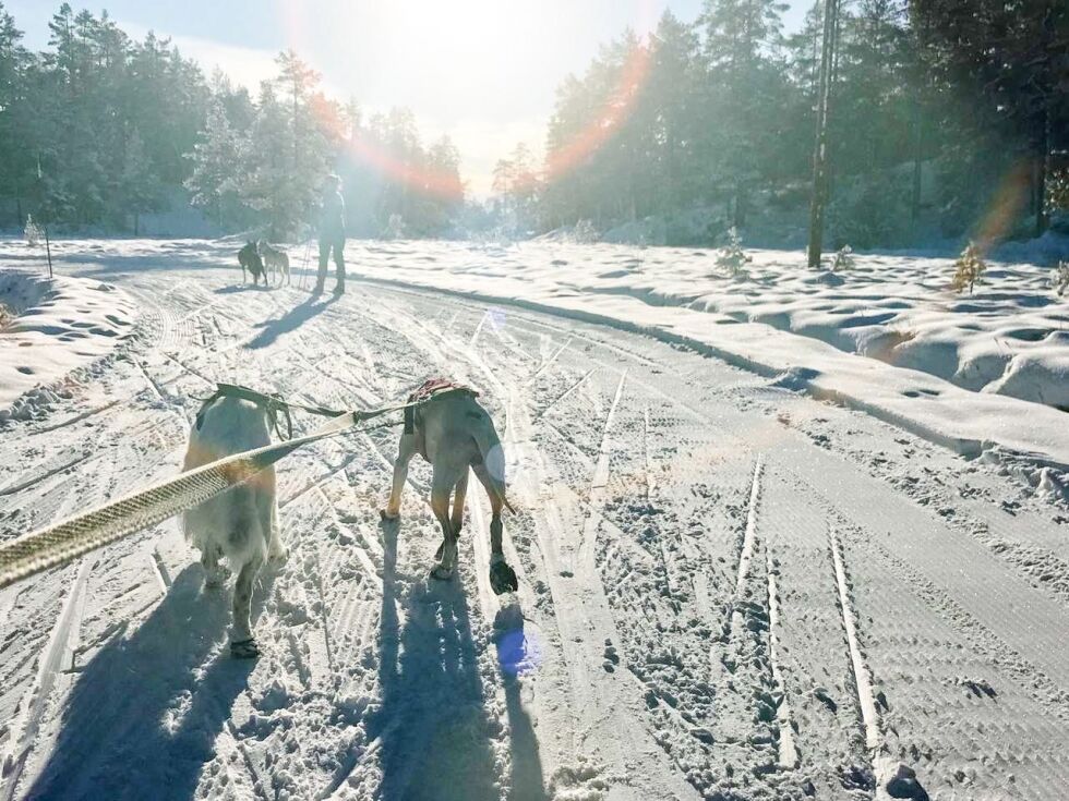 PÅ TUR: Inger Lise har utformet noen skivettregler for hund i skiløypa. 		FOTO: INGER LISE W. KIRKHUS