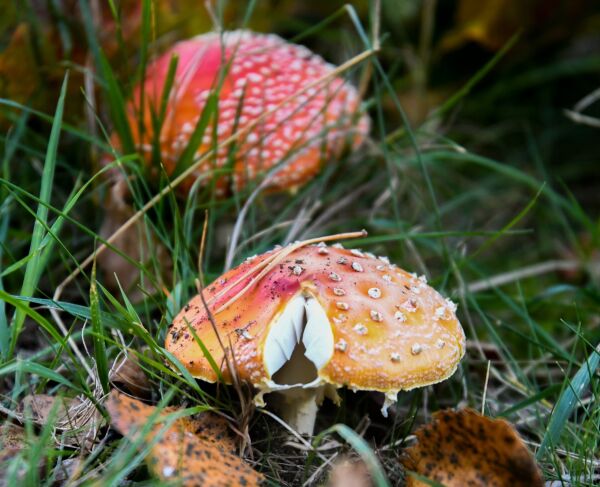 En høstdag i Froland