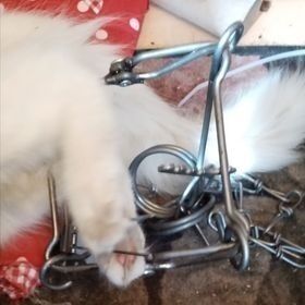 VONDT: Katten til May Brit Sandnes kom hylende hjem mandag ettermiddag med en revesaks festet til det ene beinet, skriver hun i en melding til Frolendingen. FOTO: MAY BRIT SANDNES