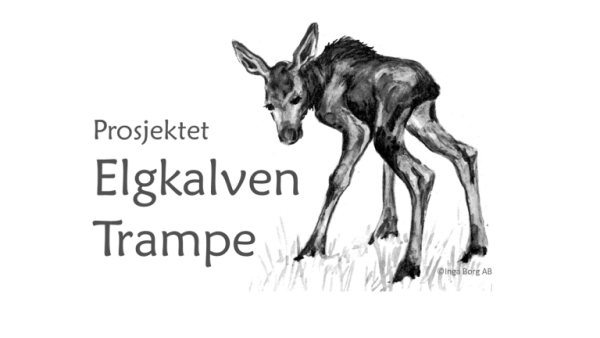 Vil finne ut hvorfor elgkalvene dør på Sørlandet