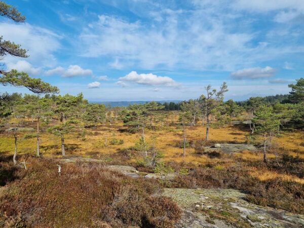 Vindkraft i Froland?