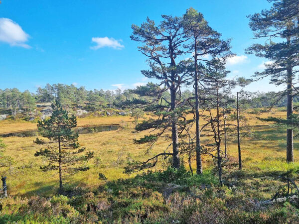 - Vil gi et godt bilde av utfordringer og muligheter