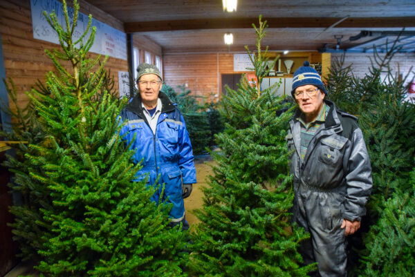 Gjør seg klar for juletre-boom på Messel