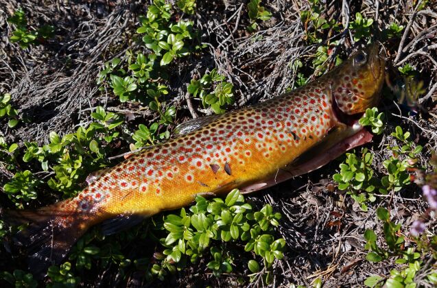 Vårørreten i «myrpytten»