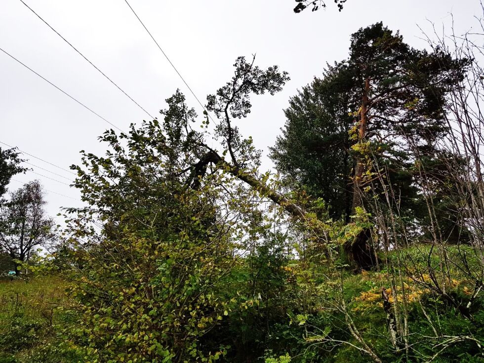 TREFALL: Flere steder har trær falt over linjene og gitt strømbrudd. FOTO: AGDER ENERGI