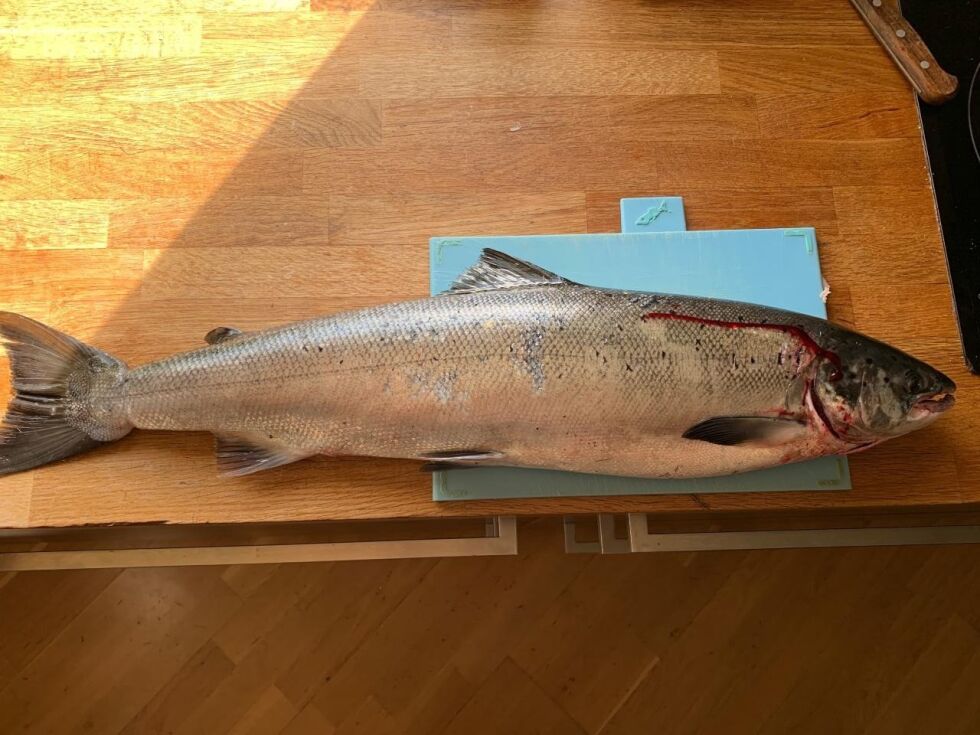 FLOTT: Denne laksen på 2,8 kilo tok Trond Sagbakken tidlig onsdag. FOTO: TROND SAGBAKKEN