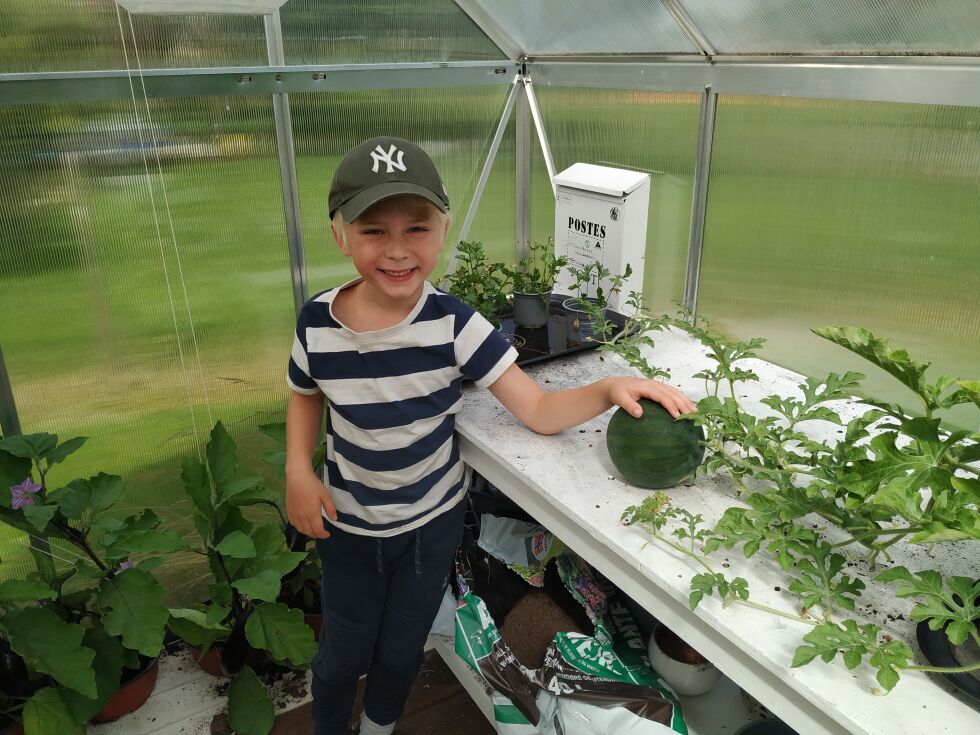 Linus 6 år dyrker vannmeloner og aubergine. FOTO: GEIR HENNING GRANERUD