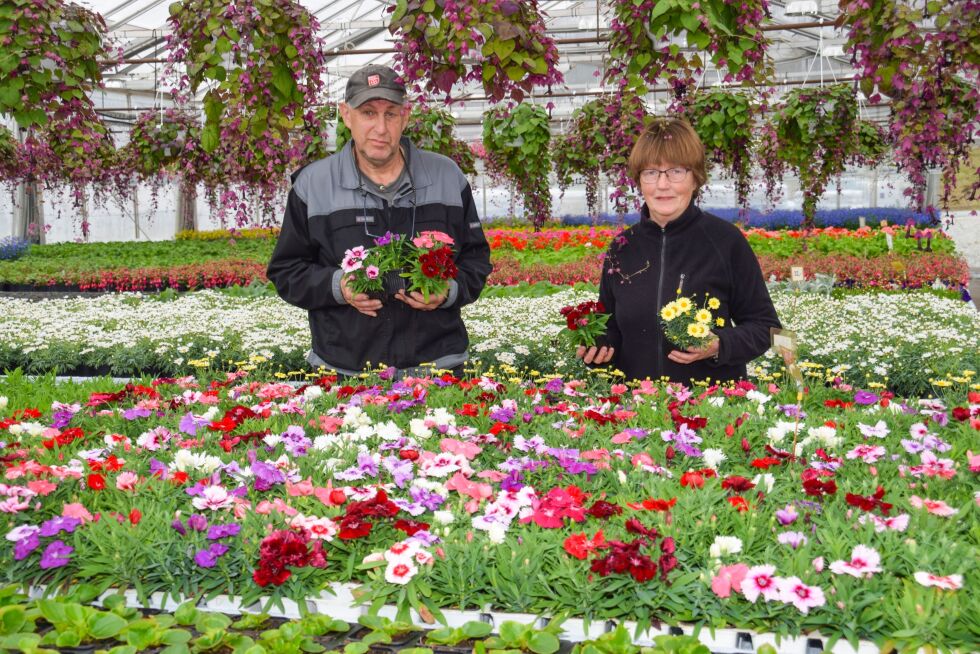 BLOMSTER: Are Gunnar og kona Klara i blomsterenga i gartneriet på Songe. FOTO: RAYMOND ANDRE MARTINSEN