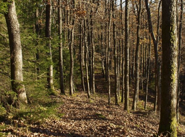 Leserinnlegg: Skogen er viktig på Agder
