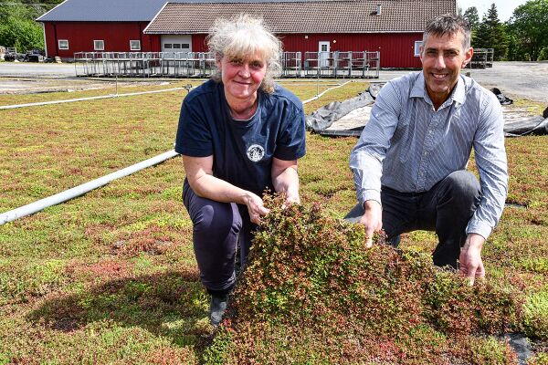 Satser på grønne takplanter