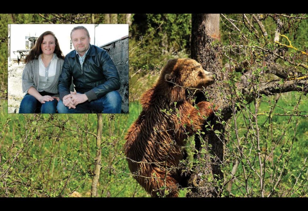 ELGJAKT: Helge Stålesen og Vivian Urnes (innfelt) har leid jaktterreng på Finnskogen. Der møtte Stålesen på en liten brunbjørn under drevet, bjørnen her er et illustrasjonsbilde.