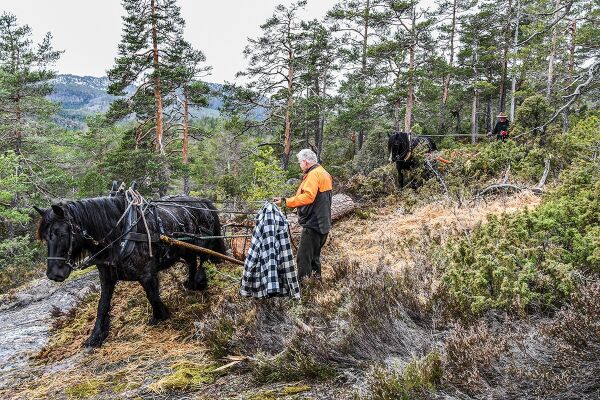 En kraftprøve for to- og firebeinte