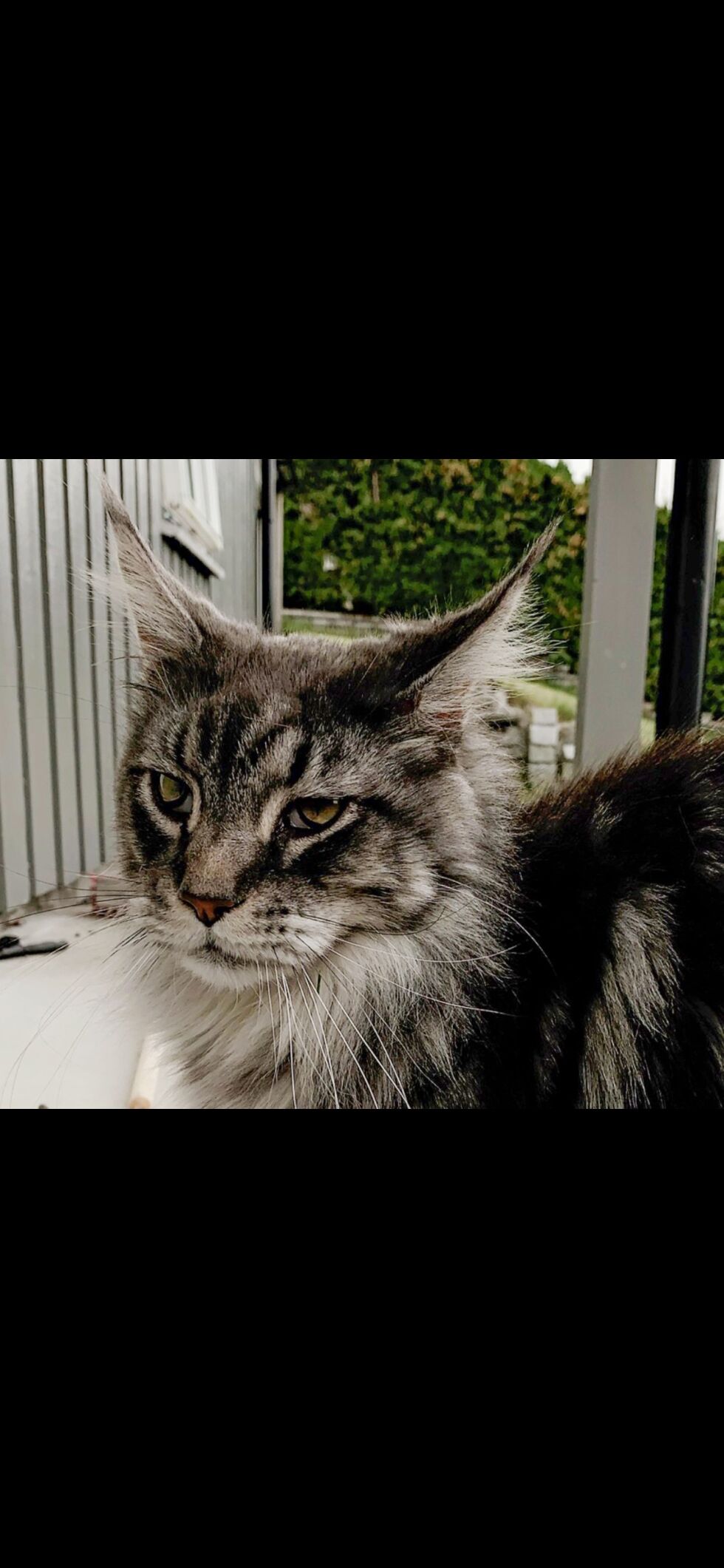 BORTE: Katten Septimus er savnet. FOTO: PRIVAT