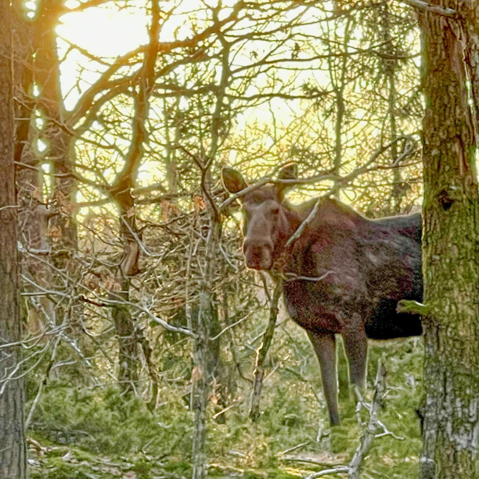 AGDER: For første gang i den årlige jaktrapporten fra fylket, er det registrert flere felte hjort enn elg.bevilger 								FOTO: OLAV SVALAND