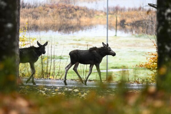 Lavere slaktevekt på Frolandselgen