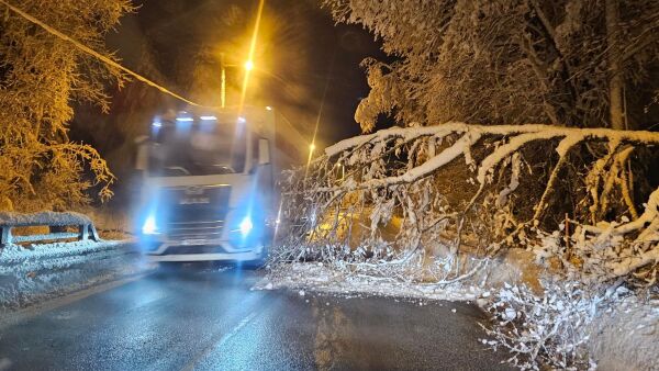 Tre over veien i Froland