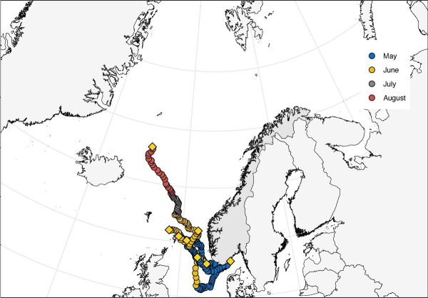 Tror dette tok livet av laksen i sjøen