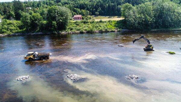 Nidelva: Begynner laksen å respondere på tiltakene?