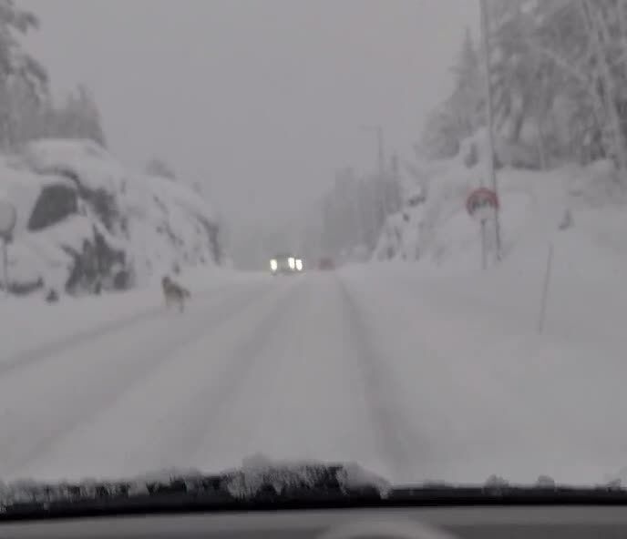Dyr i veibanen