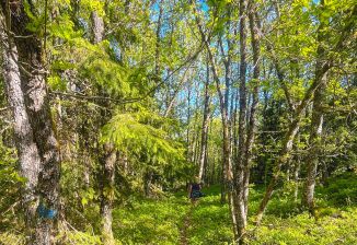 Ukens Tur: Idyllisk gjennom eikeskogen