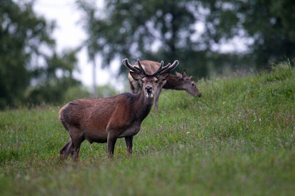 Hjorten krymper i takt med menneskets inngrep i naturen