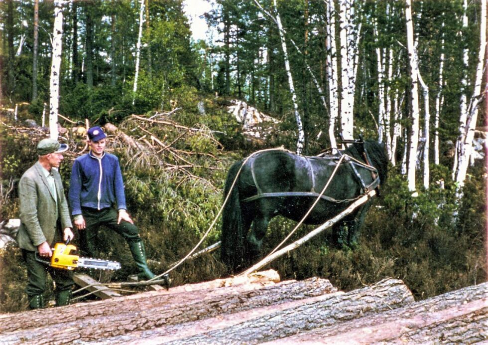 SKOGSARBEIDERE: Et halvt hundre år har gått siden min bror, Nils, kjørte tømmer med «Svarta». Pappa Gunnar stilte med Partner, men verneutstyr var mangelvare.