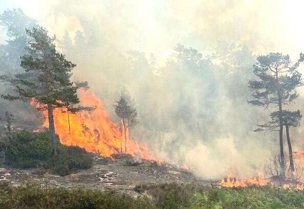BRANN: Skogbrannen i Mykland som startet fredag ettermiddag fra lynnedslag holder på for fullt. Lørdag ettermiddag tok brannen seg kraftig opp. FOTO: TIPSER