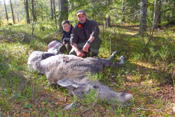 Elgen kom - 150 meter unna satt Tommy og fulgte med