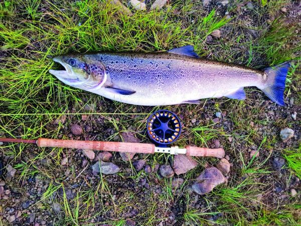 Dårligste laksefiske på mange år