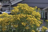 Ber folk vær obs på giftig plante