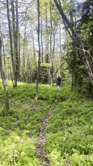 Gjennom eikeskogen