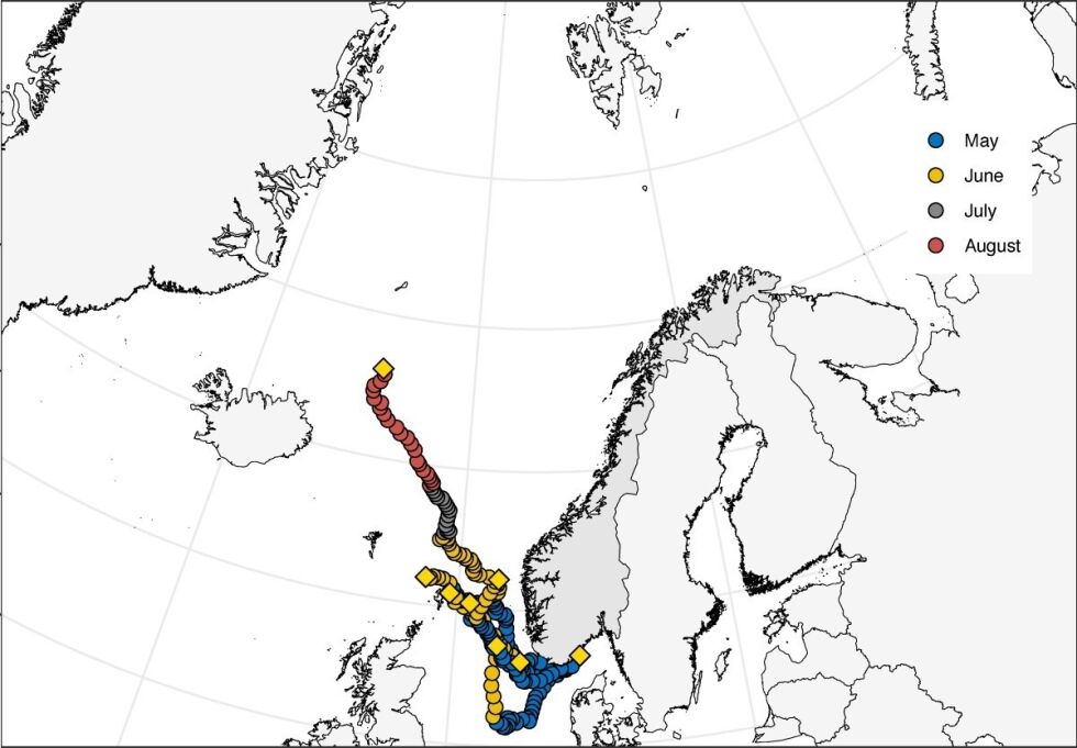 LANGT: Noen av laksen som ble merket i Nidelva, reiste meget langt før GPS-en ble sluppet. KART: John F. Strøm, UiT Norges arktiske universitet