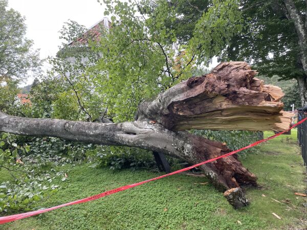 Gigantisk tre knakk - flere gravstein trolig skadet