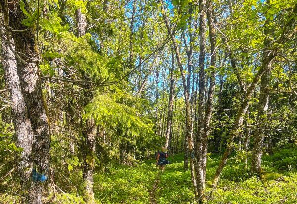 Ukens Tur: Idyllisk gjennom eikeskogen