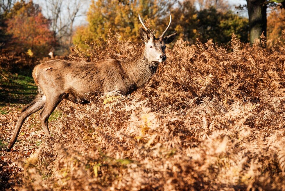 VILL HJORT: De siste årene har hjortebestanden i Froland vokst, under jakta i fjor ble det felt 35 hjort i kommunen.
 Foto: STEVE BIDMEAD
