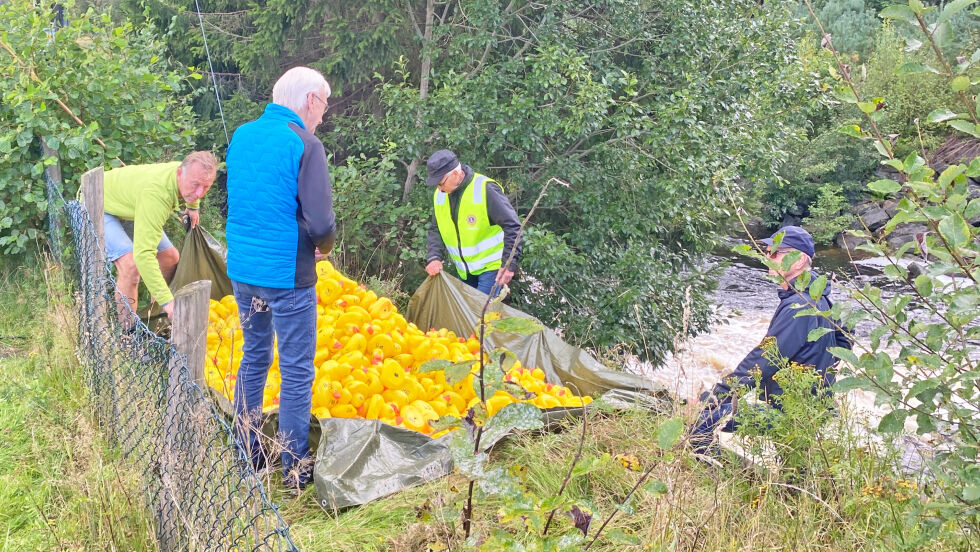 FRISLIPP: 800 badeender ble sluppet ut i Songelva og tok turen nedover mot Osevollen, hvor de ble nøye talt og samlet opp igjen.          							FOTO: NOAH VILHELMSEN