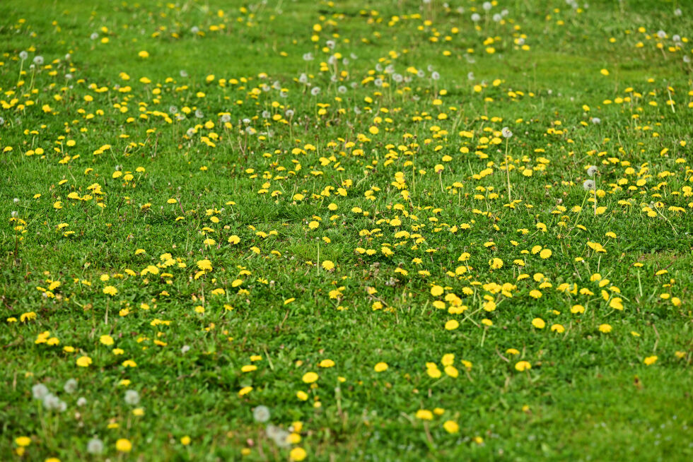 BLOMSTERENG: Dette er ikke et bilde fra en lokal park eller blomstereng, men gressmatta på Kringla som helgens A-lags kamp ble spilt på. Foto: Olav Svaland