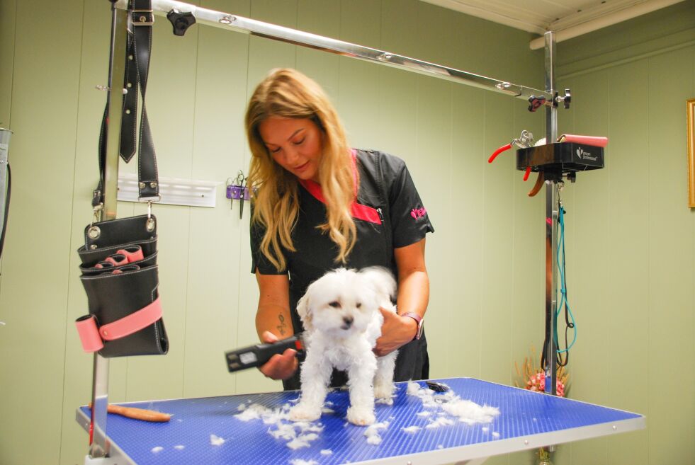 KLIPP: Her får hunden Dixie "skjønnhetsbehandling" hos hundefrisør Hannah Nilsson i Froland. ALLE FOTO: ANNA JOHANNE SVEINUNGSEN